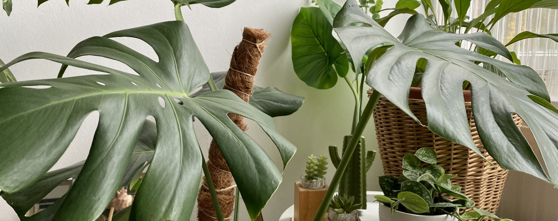 Indoor Plants For Beginners Part 2: Monstera Deliciosa (Swiss Cheese Plant)