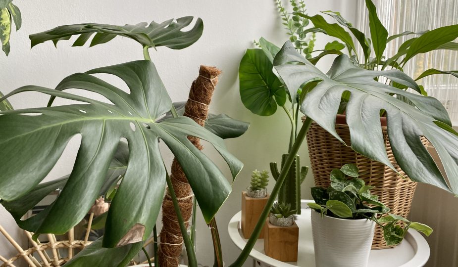 Indoor Plants For Beginners Part 2: Monstera Deliciosa (Swiss Cheese Plant)