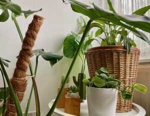 Indoor Plants For Beginners Part 1: Pothos / Devil's Ivy